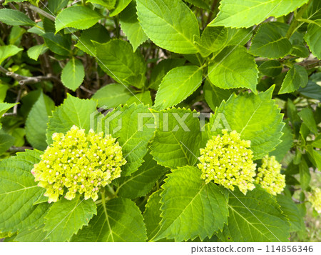 繡球花蕾 繡球花蕾 114856346