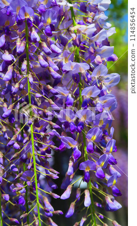 Beautiful scenery of wisteria flowers and blue sky in spring 2024 114856454