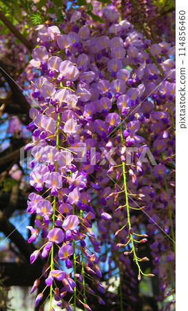 Beautiful scenery of wisteria flowers and blue sky in spring 2024 114856460