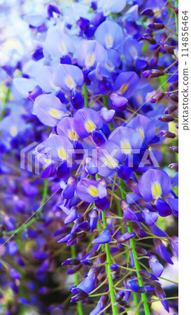 2024年春天紫藤花藍天美景 114856464