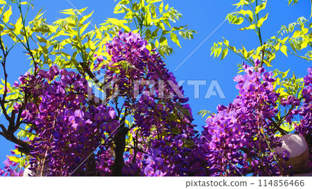 2024年春天紫藤花藍天美景 114856466