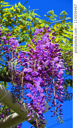2024年春天紫藤花藍天美景 114856467