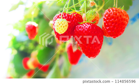 Strawberry picking greenhouse with ripe strawberries Strawberry picking greenhouse with ripe strawberries 114856596
