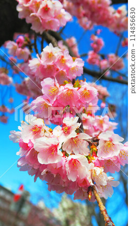 Beautiful scenery of Angyo cherry blossom trees and blue sky in front of Kawaguchi Motogo Station on the Saitama Rapid Railway in Kawaguchi City, Saitama Prefecture in 2024 114856630