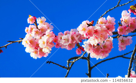 Beautiful scenery of Angyo cherry blossom trees and blue sky in front of Kawaguchi Motogo Station on the Saitama Rapid Railway in Kawaguchi City, Saitama Prefecture in 2024 114856632