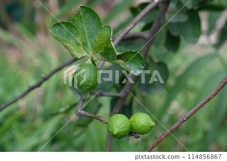 Citrus limon, Femminella a zagara bianca, Rutaceae family 114856867