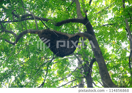 The nest of bees hanging on the tree The nest of bees hanging on the tree 114856868