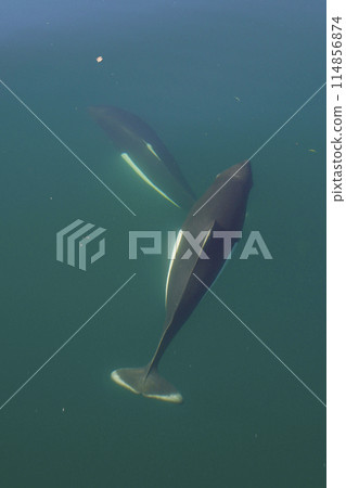  Dolphin 114856874