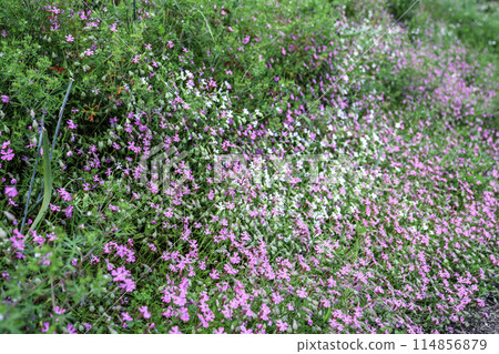 Silene colony 114856879