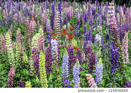 Lupine Forest 2 Lupine Forest 2 114856884