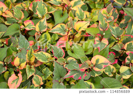 Houttuynia cordata in spring 114856889