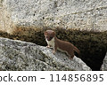 An ermine living near Murodo, Mt. Tateyama, Toyama Prefecture 114856895