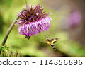 Hawk moth sucking nectar from a thistle flower 114856896