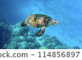 Sea turtles on Okinoerabu Island 114856897