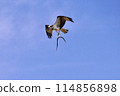Osprey, a bird of prey, catching its prey 114856898