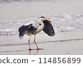 A heron spreading its wings on the beach 114856899