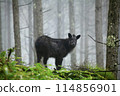 A Japanese serow seen near Utsukushigahara 114856901