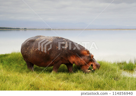 Waterside Hippo Waterside Hippo 114856940