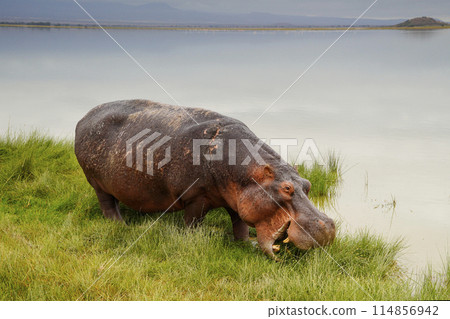 Waterside Hippo Waterside Hippo 114856942