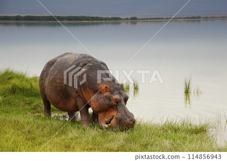 Waterside Hippo Waterside Hippo 114856943