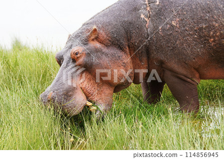 Waterside Hippo 114856945