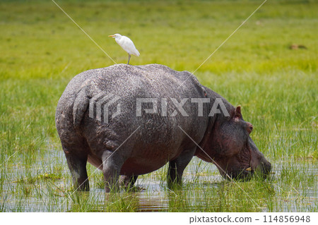 Waterside Hippo 114856948