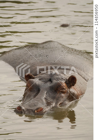 Waterside Hippo Waterside Hippo 114856950