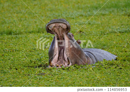 Waterside Hippo 114856953