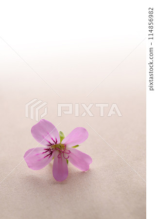 Rose geranium flowers 114856982