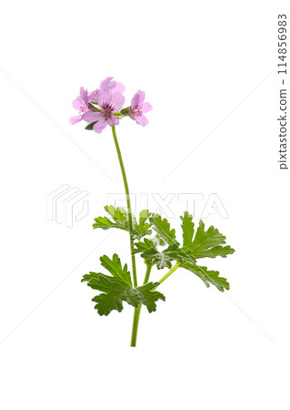 Rose geranium flowers 114856983