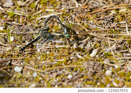 日本特有種 Ogmasanae♂♀ 的交配行為 日本特有種 Ogmasanae♂♀ 的交配行為 114857033