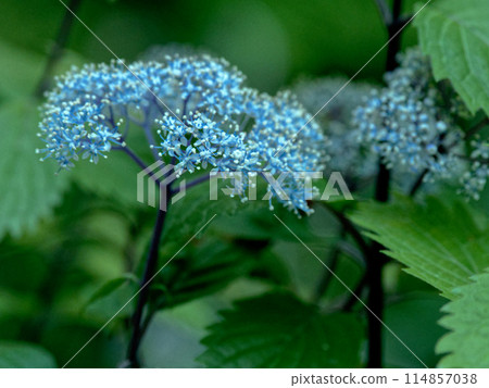 整齊的藍色花朵,繡球花繡球花 整齊的藍色花朵,繡球花繡球花 114857038