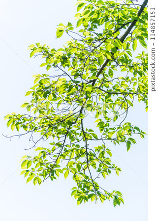 清新的綠色,清爽的春芽 清新的綠色,清爽的春芽 114857151