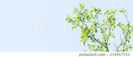 清新的綠色,清爽的春芽 清新的綠色,清爽的春芽 114857153