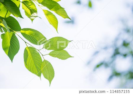 Fresh greenery: Refreshing spring buds 114857155