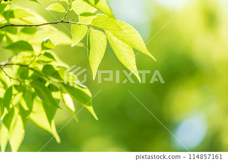 Fresh greenery: Refreshing spring buds 114857161