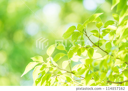 清新的綠色，清爽的春芽 114857162