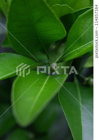 柑橘果實形成的開始 114857164