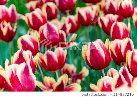 日本茨城縣國立日立海濱公園“玉子之森花園” 114857210