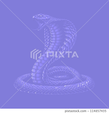 King cobra stencil vector illustration isolated on Purple BG 114857435