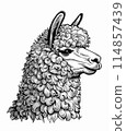 Alpaca vintage engraving illustrationon on white BG 114857439