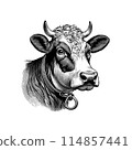 Dairy cattle head drawing on white BG 114857441