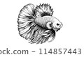 Fighting fish vector drawiing on white BG 114857443