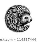 Circle porcupine vector illustration isolated on white BG 114857444