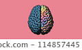 Blue and colorful hemisphere brain illustration 114857445