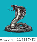 King cobra engaving with color on green BG 114857453