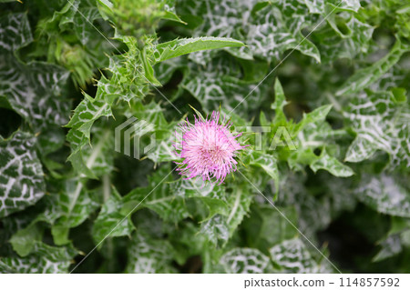 Milk thistle is blooming 114857592