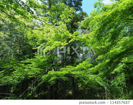 京都北野天滿宮的新綠 114857687