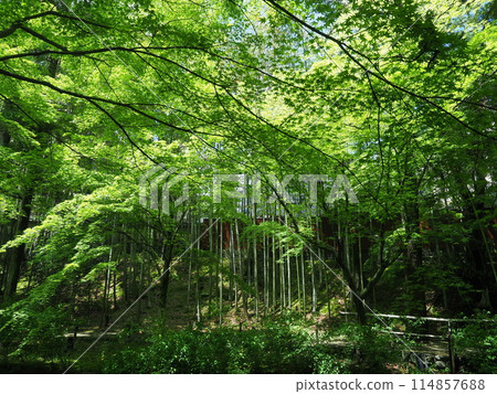 京都北野天滿宮的新綠 114857688