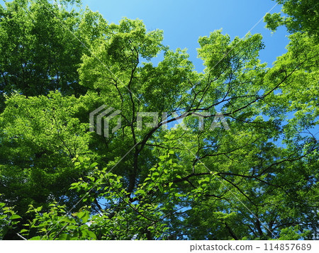 京都北野天滿宮的新綠 114857689